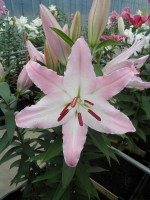 [1861 Camengo Mak No01.JPG]